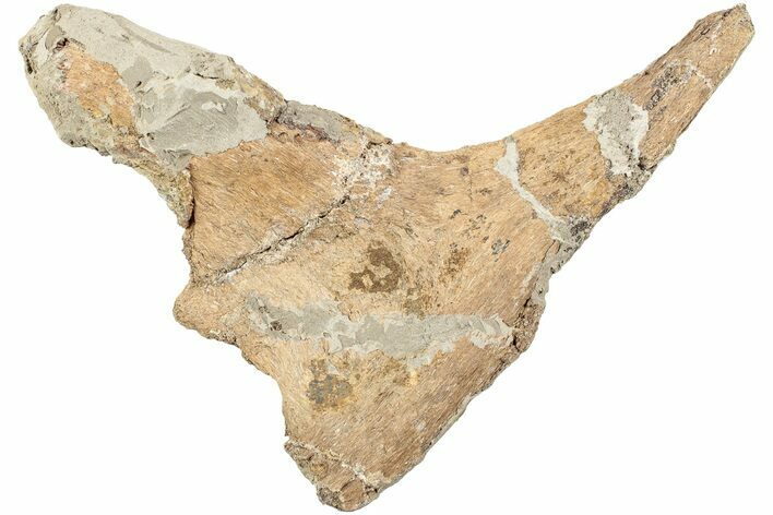 Fossil Dinosaur Bone Section - North Dakota #237677